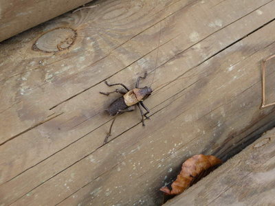 Untersberg 26.September 2009-35.JPG